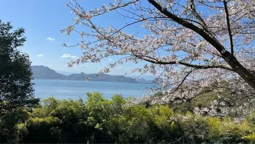 志々島の大楠