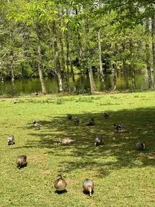 狭山市立智光山公園こども動物園