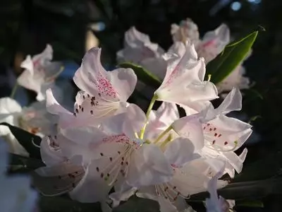 小国神社