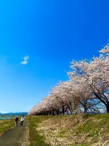 さくらんぼ栽培