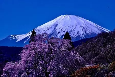 レストラン ふじみ