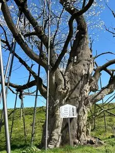 お達磨の桜