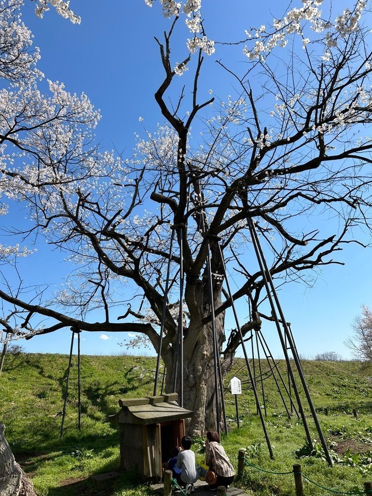 jun1216さんが投稿したお達磨の桜に関する口コミの画像