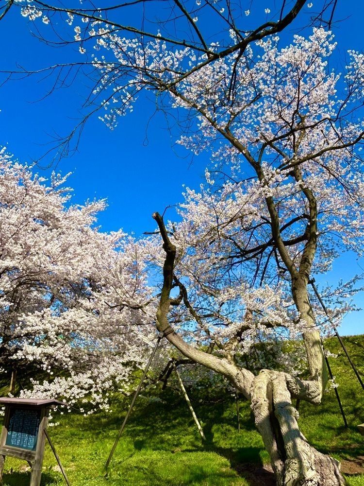 jun1216さんが投稿したお達磨の桜に関する口コミの画像