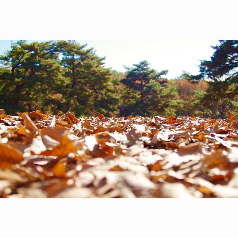 junkunさんが投稿したケンタッキーフライドチキン ピオニウォーク東松山店に関する口コミの画像