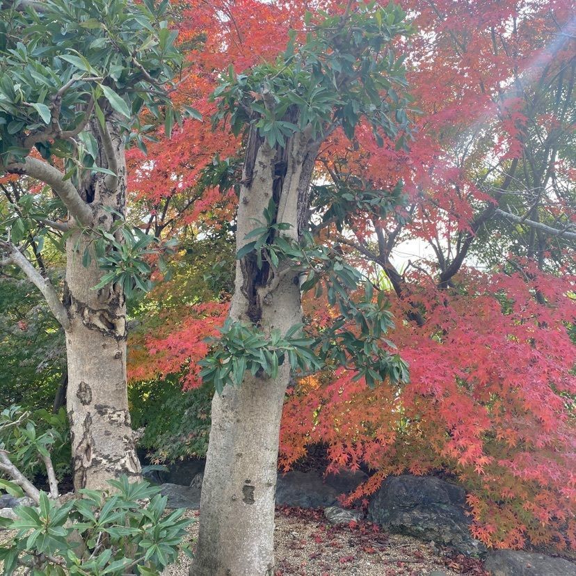 kikiさんが投稿した蔭凉寺に関する口コミの画像