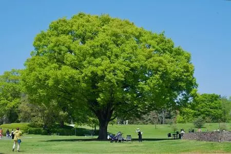国営昭和記念公園日本庭園
