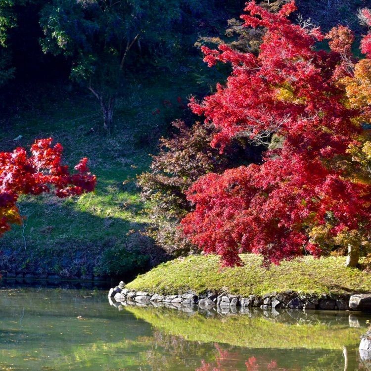 頼朝さんが投稿した近水園に関する口コミの画像