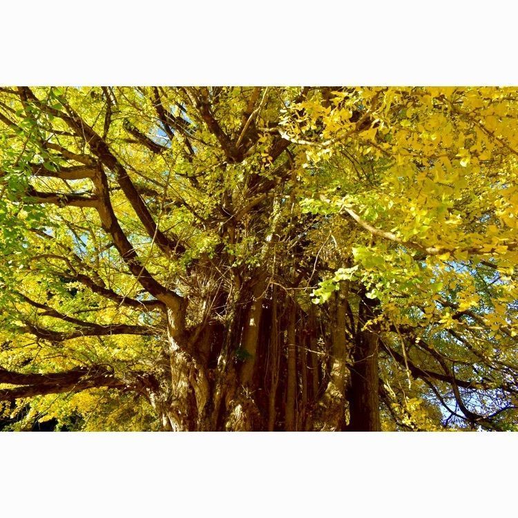 頼朝さんが投稿した筒賀の大銀杏に関する口コミの画像