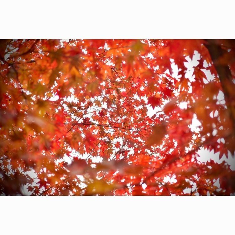 頼朝の画像