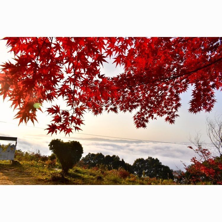 頼朝さんが投稿した高谷山展望台に関する口コミの画像