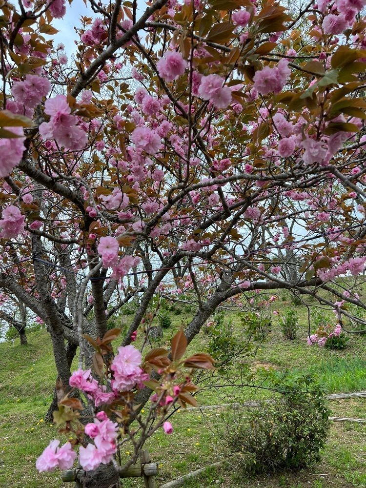 hu4378さんが投稿した静峰ふるさと公園に関する口コミの画像