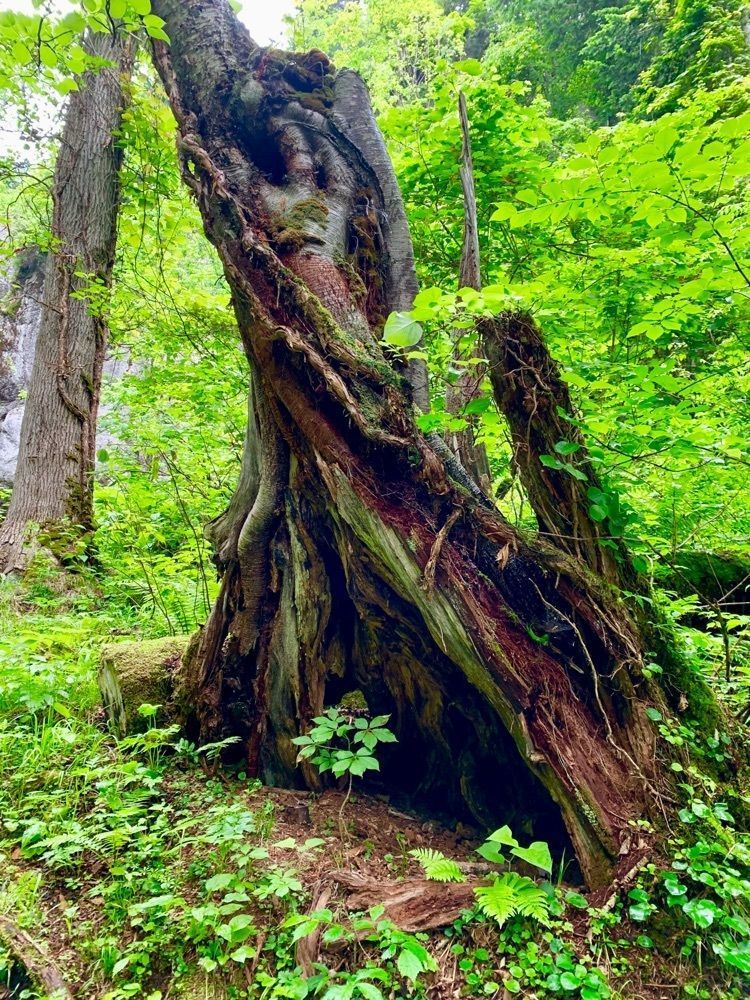 nico☺︎さんが投稿した山彦の滝に関する口コミの画像