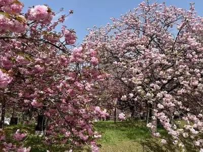 造幣局の「花のまわりみち」