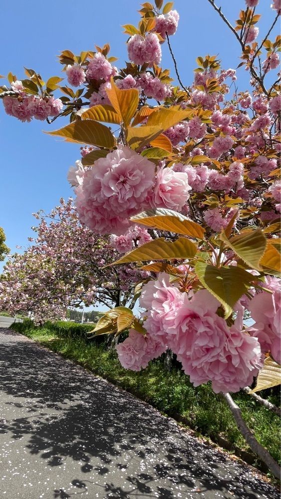 みぃさんが投稿した公渕森林公園に関する口コミの画像