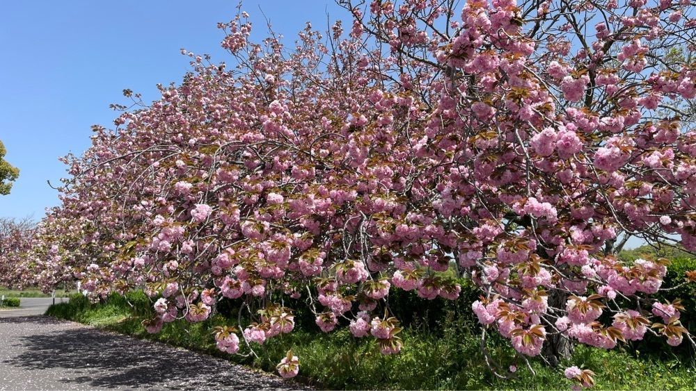 みぃさんが投稿した公渕森林公園に関する口コミの画像