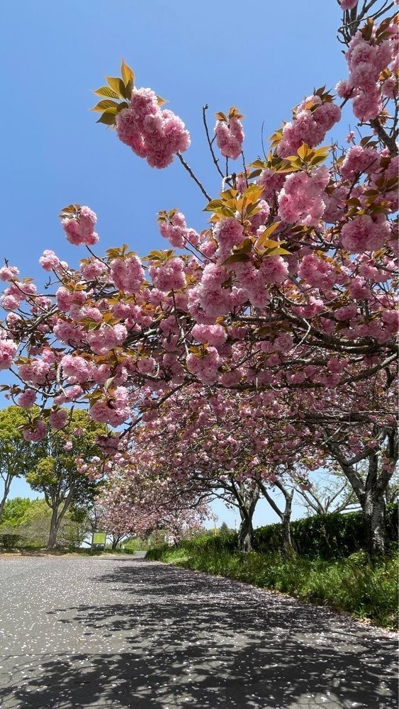 みぃさんが投稿した公渕森林公園に関する口コミの画像