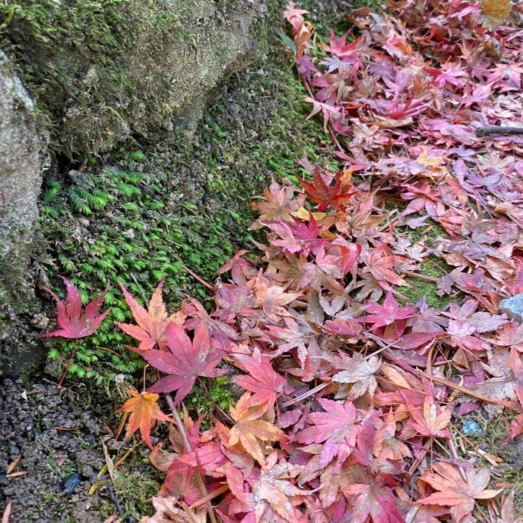 izmさんが投稿した高源寺に関する口コミの画像