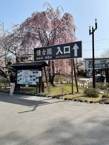 小諸城址懐古園の桜