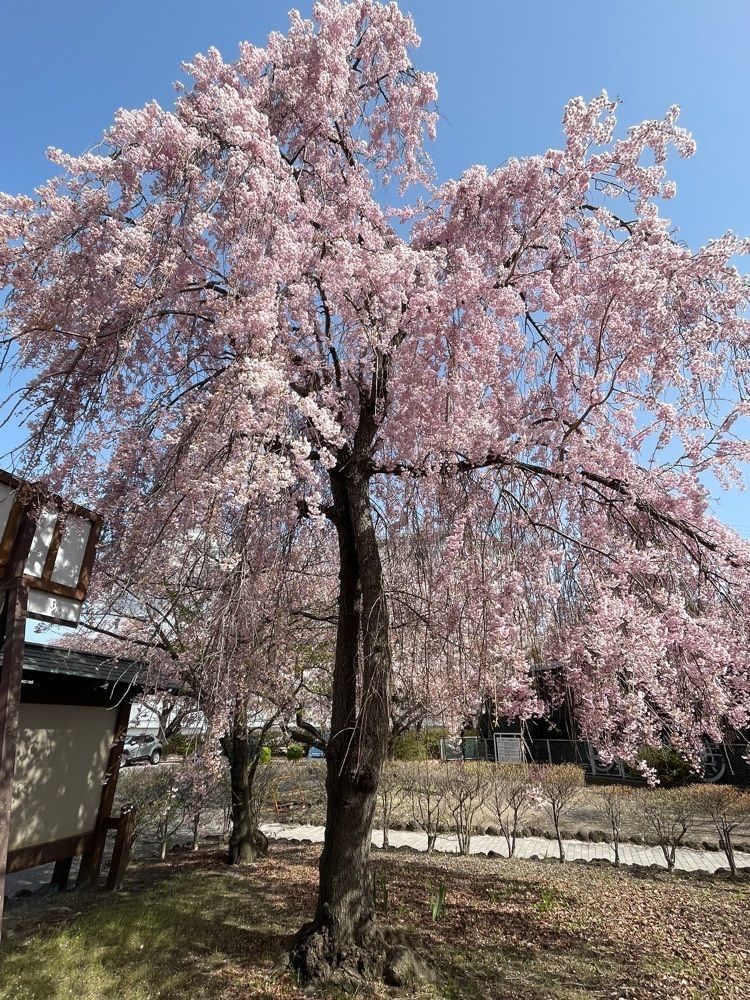 fnanaさんが投稿した小諸城址懐古園の桜に関する口コミの画像