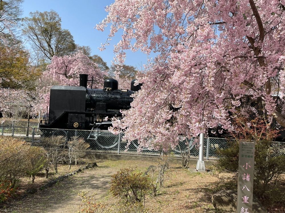 fnanaさんが投稿した小諸城址懐古園の桜に関する口コミの画像