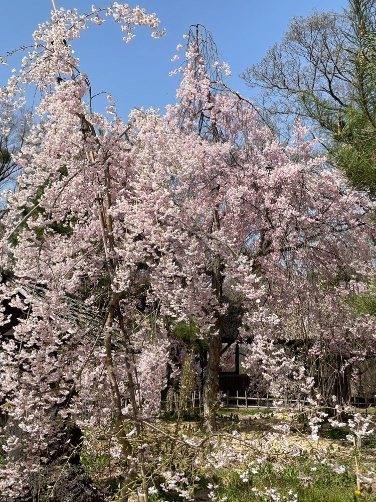 fnanaさんが投稿した小諸城址懐古園の桜に関する口コミの画像