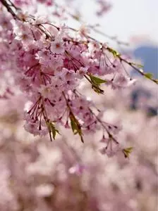 高見の郷 天空茶屋