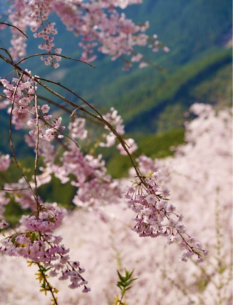 kei_koさんが投稿した高見の郷 天空茶屋に関する口コミの画像