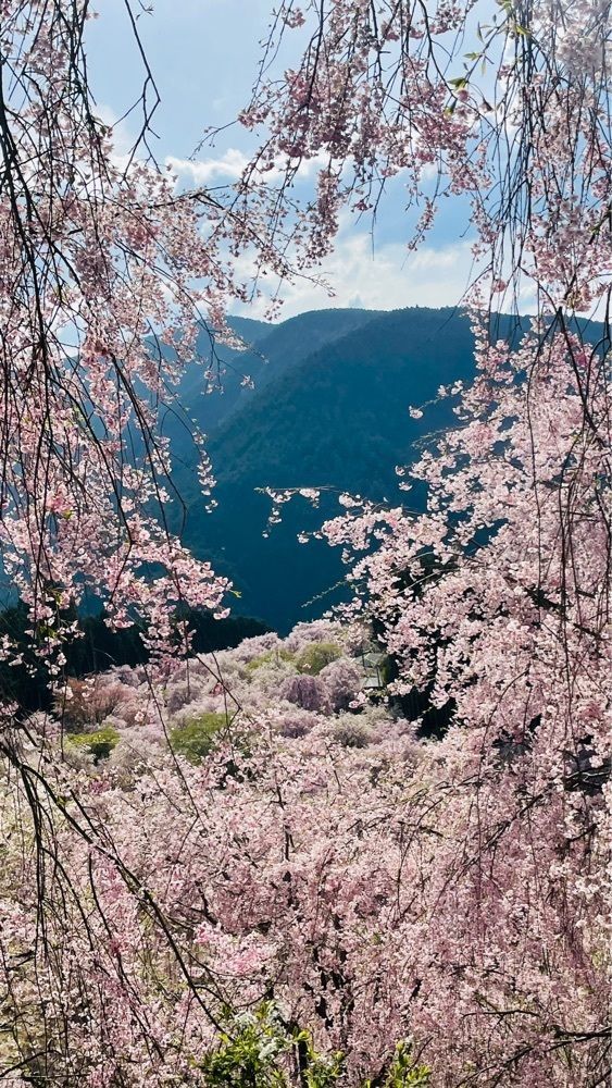 kei_koさんが投稿した高見の郷 天空茶屋に関する口コミの画像
