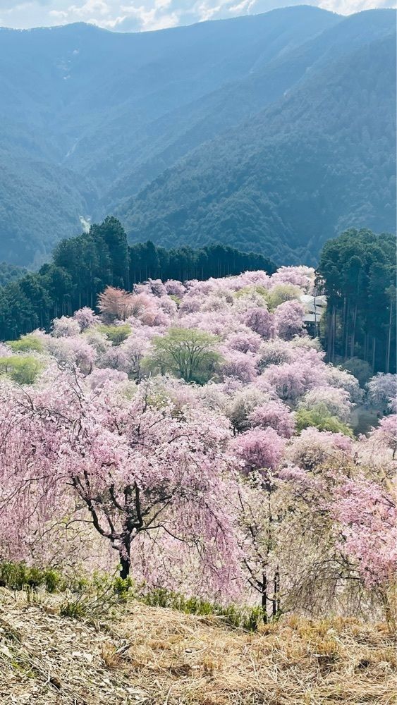 kei_koさんが投稿した高見の郷 天空茶屋に関する口コミの画像