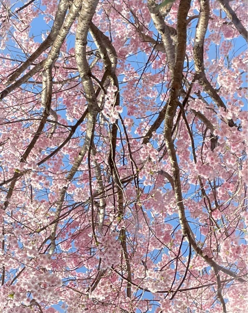 kei_koさんが投稿した高見の郷 天空茶屋に関する口コミの画像