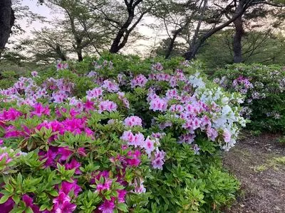 つつじ公園（静岡県磐田市）