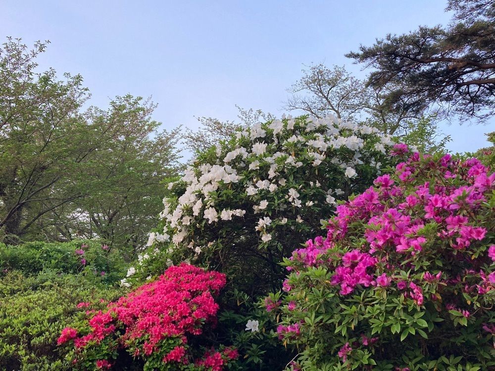 Howl Monさんが投稿したつつじ公園（静岡県磐田市）に関する口コミの画像