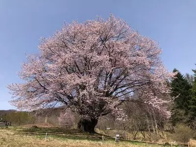 針山の天王桜