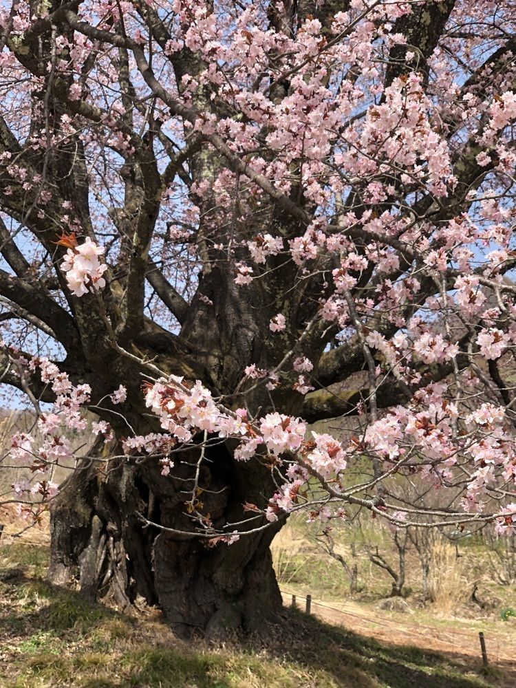 それなはとけさんが投稿した針山の天王桜に関する口コミの画像