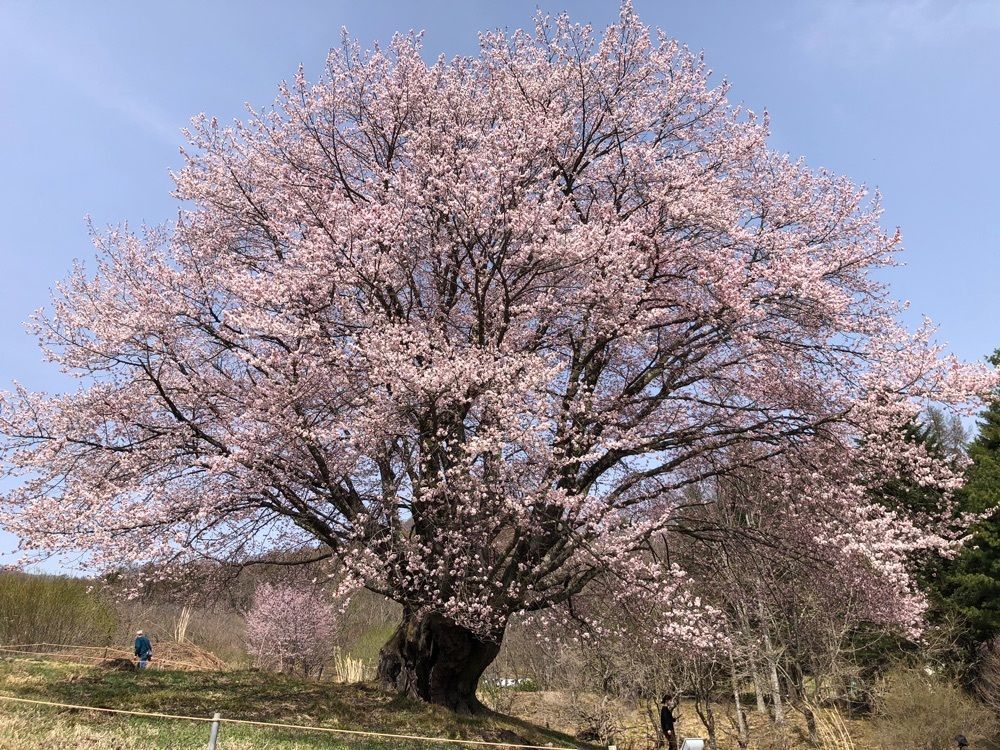 それなはとけさんが投稿した針山の天王桜に関する口コミの画像