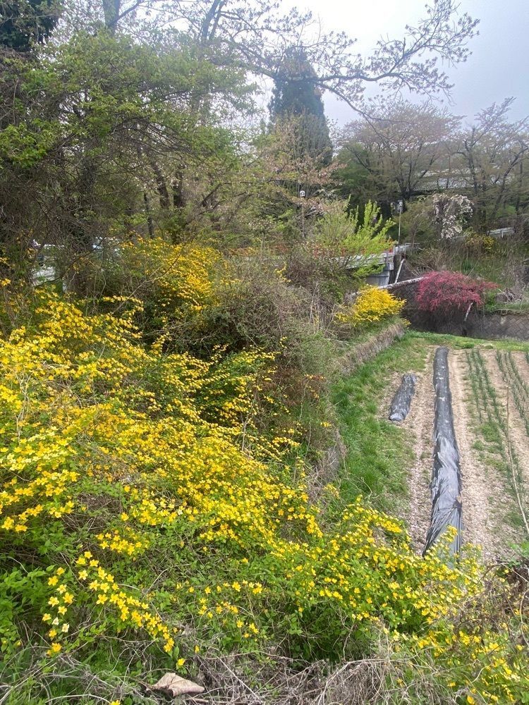 ポッキン　アンブレラさんが投稿した別所温泉　晴山に関する口コミの画像
