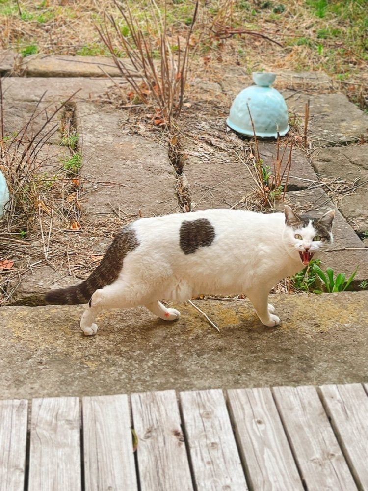 猫なぎ。さんが投稿したCafe かいめんこやに関する口コミの画像