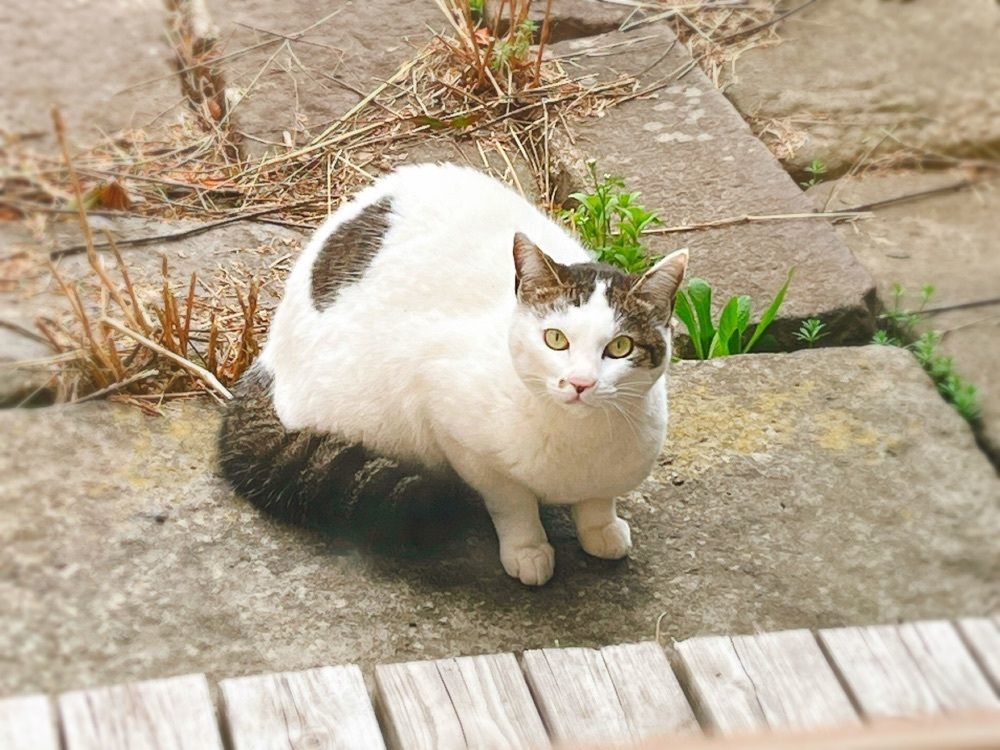 猫なぎ。さんが投稿したCafe かいめんこやに関する口コミの画像