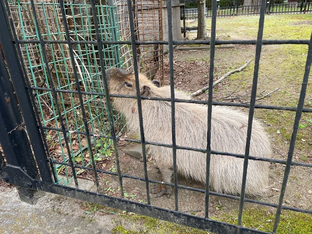 紫音-shion-さんが投稿したさいたま市大崎公園子供動物園に関する口コミの画像