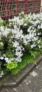 桜田公園