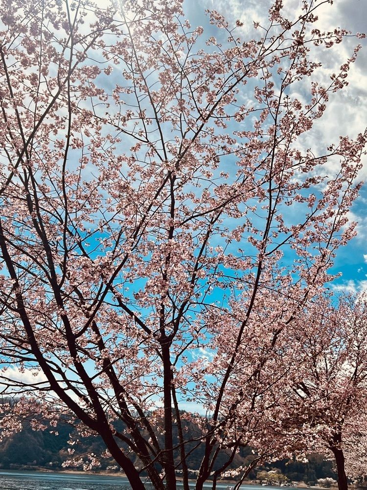 ビンカさんが投稿した足和田ホテルに関する口コミの画像