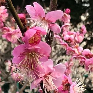 佐布里池梅林