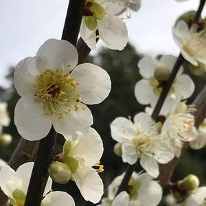 佐布里池梅林