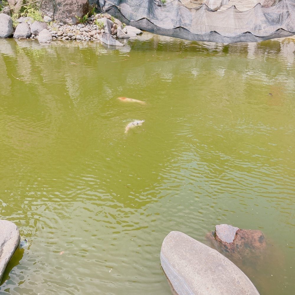 はっぴーさんが投稿した藍のあまくさ村に関する口コミの画像