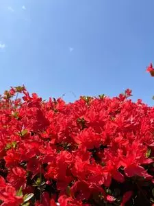 音戸の瀬戸公園の桜とツツジ