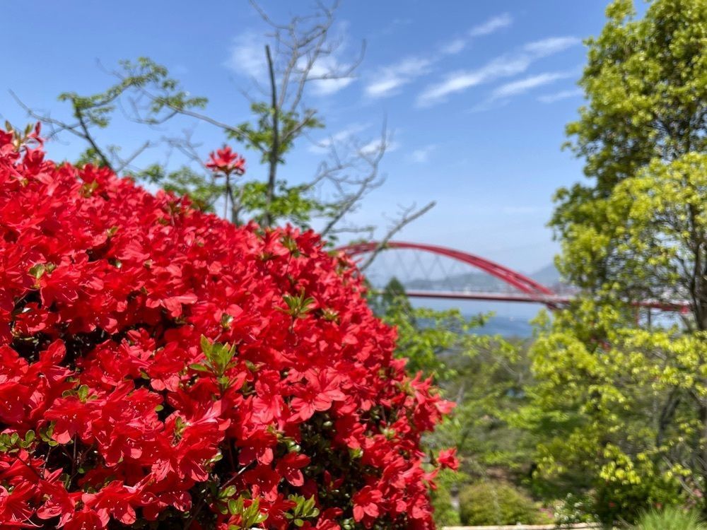 みーなさんが投稿した音戸の瀬戸公園の桜とツツジに関する口コミの画像