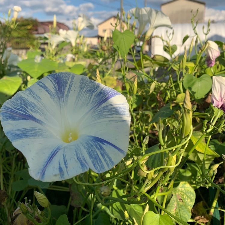 blossom&C7の画像