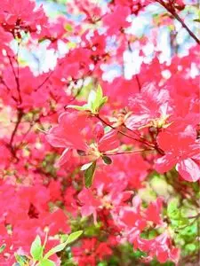 記念の森レストハウス