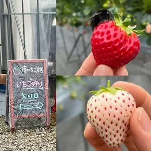 慶いちご農園
